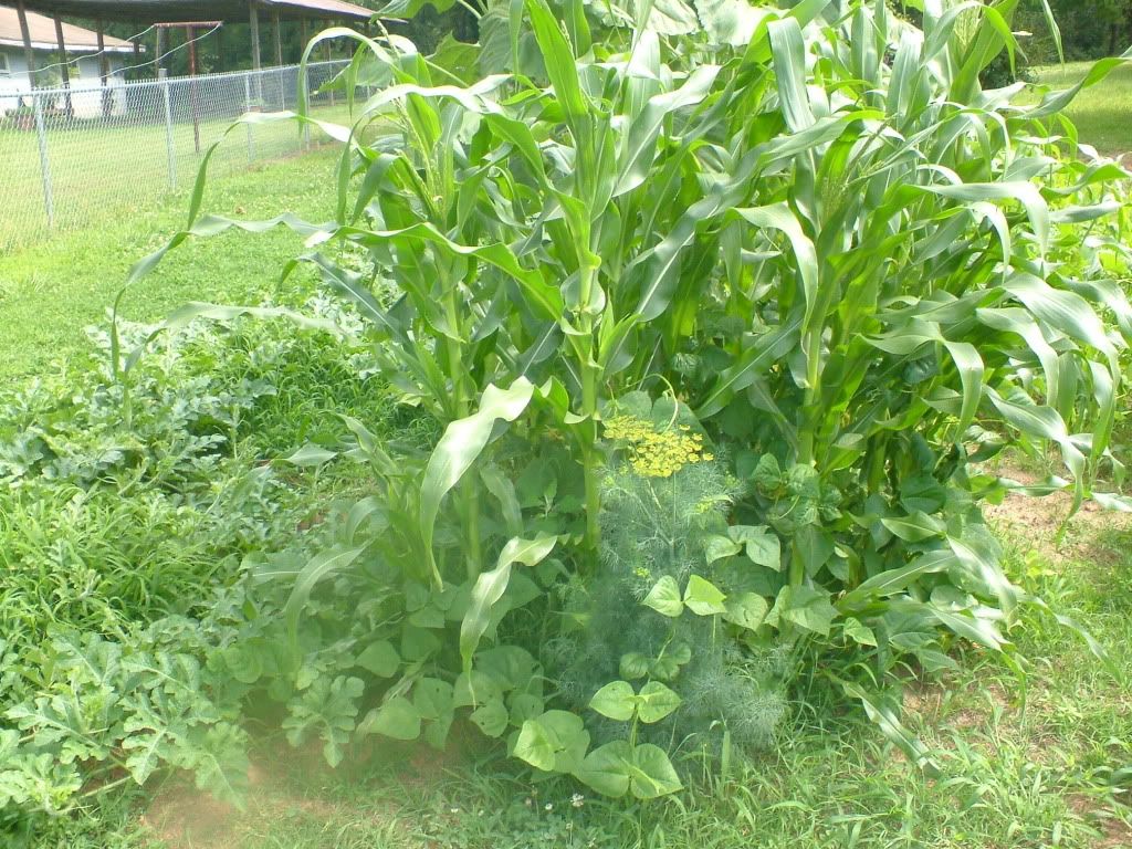 planting-corn-and-beans-and-even-squash-together-helpfulgardener